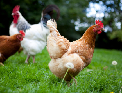 V Uherském Hradišti se potvrdila ptačí chřipka. Veterináři vyzývají k opatrnosti