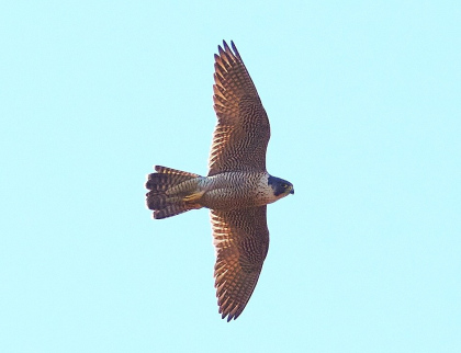Vzácný sokol stěhovavý zahnízdil na skále Kozel. Ochránci přírody prosí o klid v oblasti
