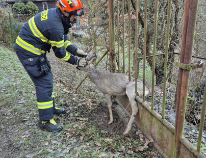Hasiči vysvobozovali srnce uvízlého v kovové bráně 