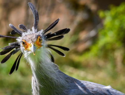 Nový výzkumný projekt Zoo Zlín v Africe