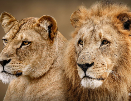 Zoo v Česku hodnotí minulý rok: Praha má rekord, ale ve Zlíně mají taháky, které jinde nenajdete