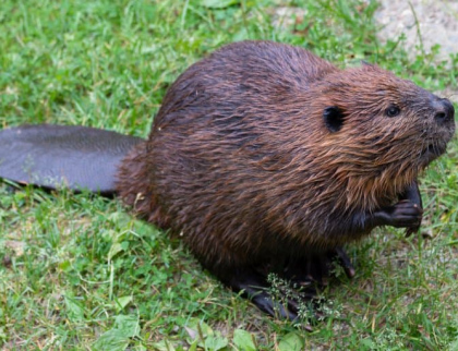 Bobr stokrát jinak – může škodit, ale zároveň je součástí české krajiny