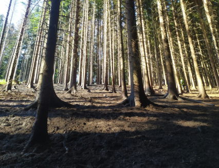 Požár lesního porostu v Janové. Plameny zasáhly vzrostlé stromy 