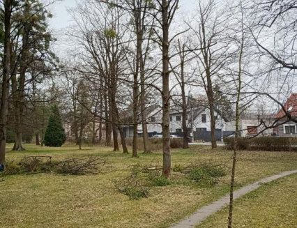 V městském parku v Rožnově odstraňuje odborná firma ze stromů parazitické jmelí bílé