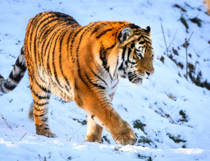 Tygr Ozzy je už v Portugalsku