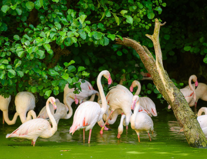 Zoo Zlín se zapojí do mezinárodní ochranářské kampaně Mokřady pro život