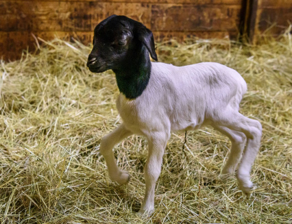 Prvním mládětem roku 2026 v Zoo Zlín  je ovečka somálská