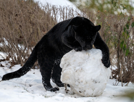 Zavítejte do zimní Zoo Zlín, budete okouzleni