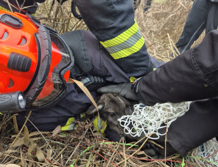 Hasiči na sv. Štěpána chytali klokana