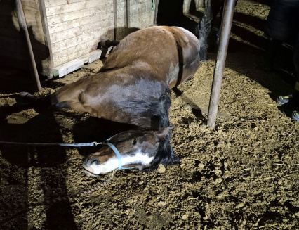 Hasiči zachraňovali koně. Uvízl pod krmelcem