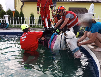 Hasiči vytahovali z bazénu koně