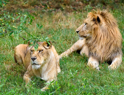 Zoo Zlín hlásí: Lvice Elsa a lev Takko jsou už spolu