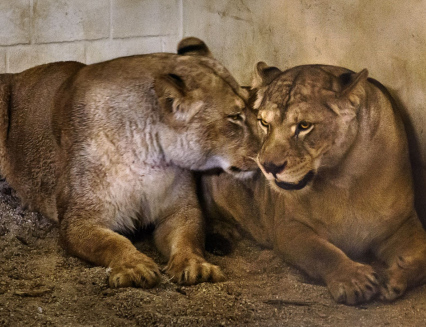 Do Zoo Zlín dorazily dvě lvice, které stát zabavil soukromému chovateli