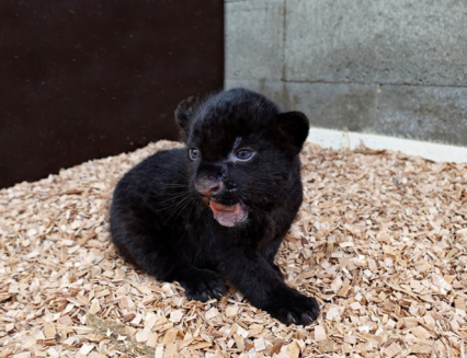 Jaguáří mládě ve zlínské Zoo je samička. Je celá černá
