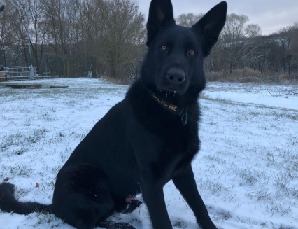 Policejní pes Varo vypátral opilou řidičku, která utekla od nehody 