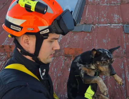 Po vysvobození uvízlého srnce a kočky zachraňovali hasiči ze střechy psa