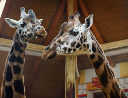 Zoo Zlín má novou samici žirafy Rothschildovy