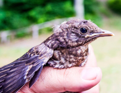 Zlínský kraj i letos finančně podpoří záchranné stanice pro volně žijící živočichy