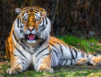 Zoo Zlín má nového samce tygra ussurijského