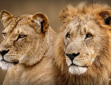 Zoo v Česku hodnotí minulý rok: Praha má rekord, ale ve Zlíně mají taháky, které jinde nenajdete