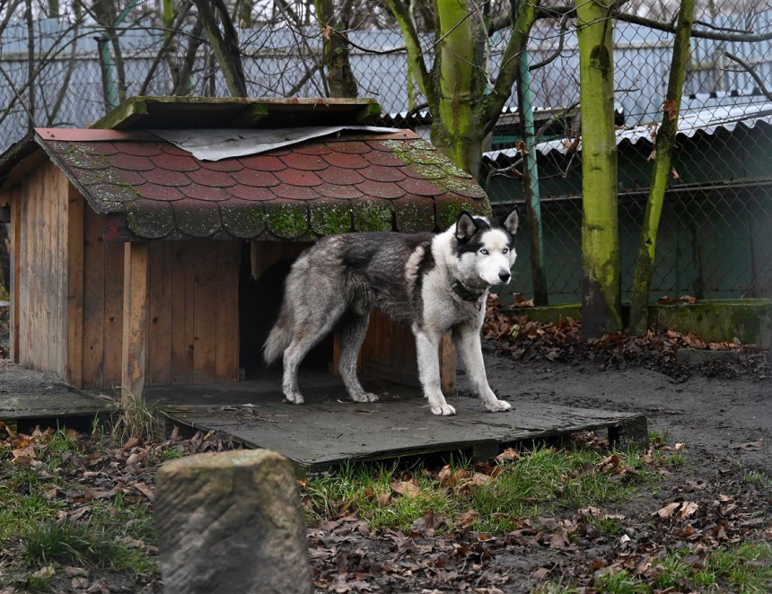 Z útulku zpátky domů nebo do nových rodin