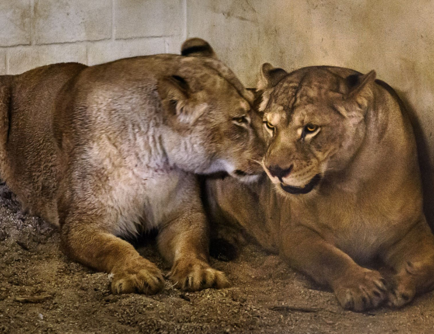 Do Zoo Zlín dorazily dvě lvice, které stát zabavil soukromému chovateli