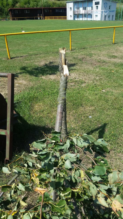 Vandal polámal v Liptálu několik stromků