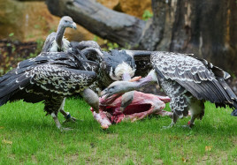 zlin zoo supi1